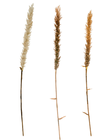 [DF3408A] 39"L Faux Cotton Plumule W