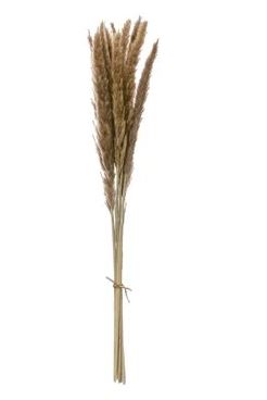 [DF2586] Planta Artificial 25-1/2"H Dried Natural